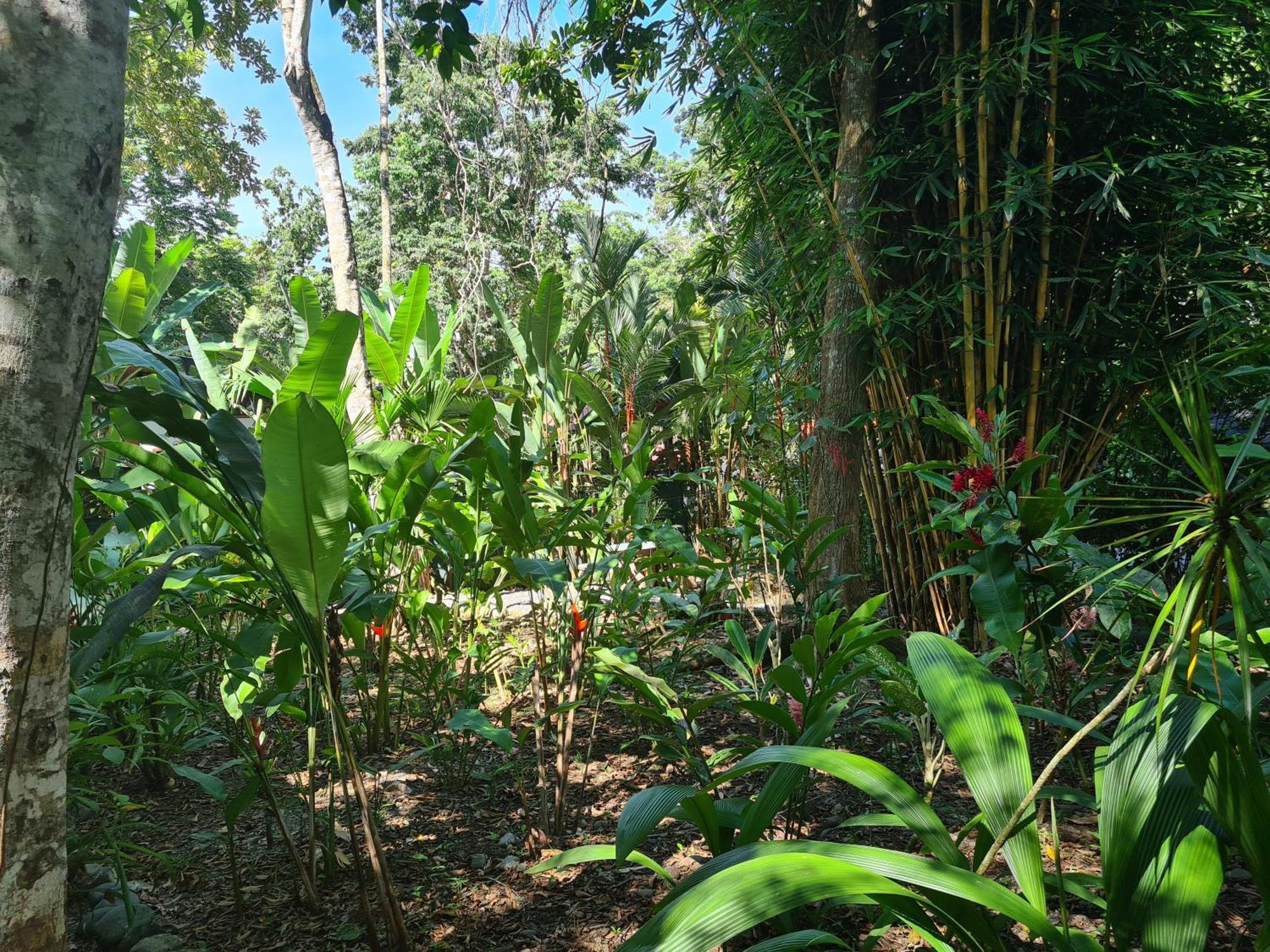 فيلا El Jardin De Playa Negra Puerto Viejo de Talamanca المظهر الخارجي الصورة